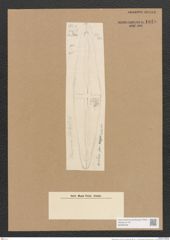 Diatomeae indet. (de-Toni-Nr.: Species 968, 969 var. } ??) Zeichnungen Sammlung Grunow Nr. 1848 (NHMW-BOT-W0368786)
